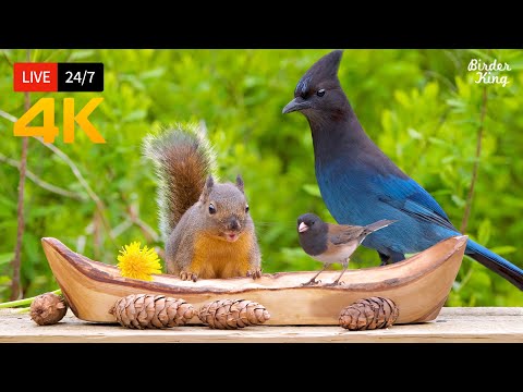 🔴 24/7 LIVE: Cat TV for Cats to Watch 😺 Beautiful Birds and Squirrels 4K