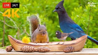 🔴 24\/7 LIVE: Cat TV for Cats to Watch 😺 Beautiful Birds and Squirrels 4K