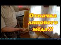 ОТКАЧИВАЕМ ПЕРВЫЙ ЛИПОВЫЙ МЁД, ВСКРЫТИЕ РАМОК ОТ ЗАБРУСА.