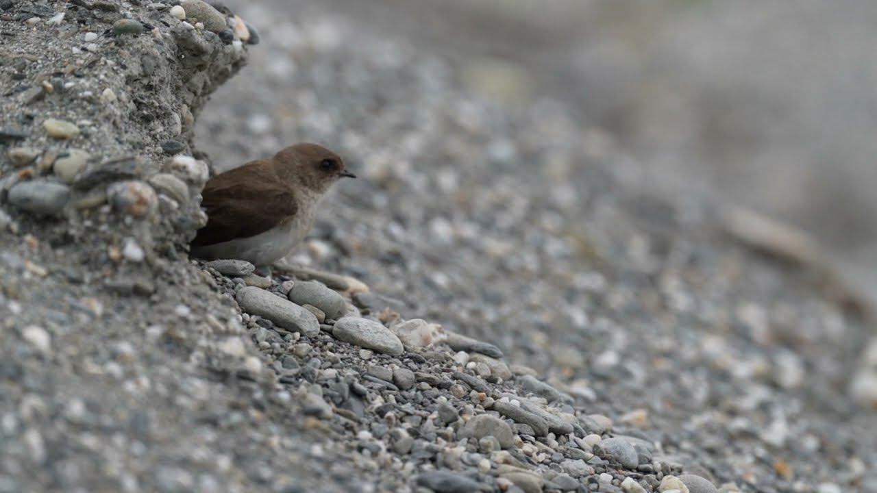 棕沙燕 Gray-throated Martin（Riparia chinensis）346
