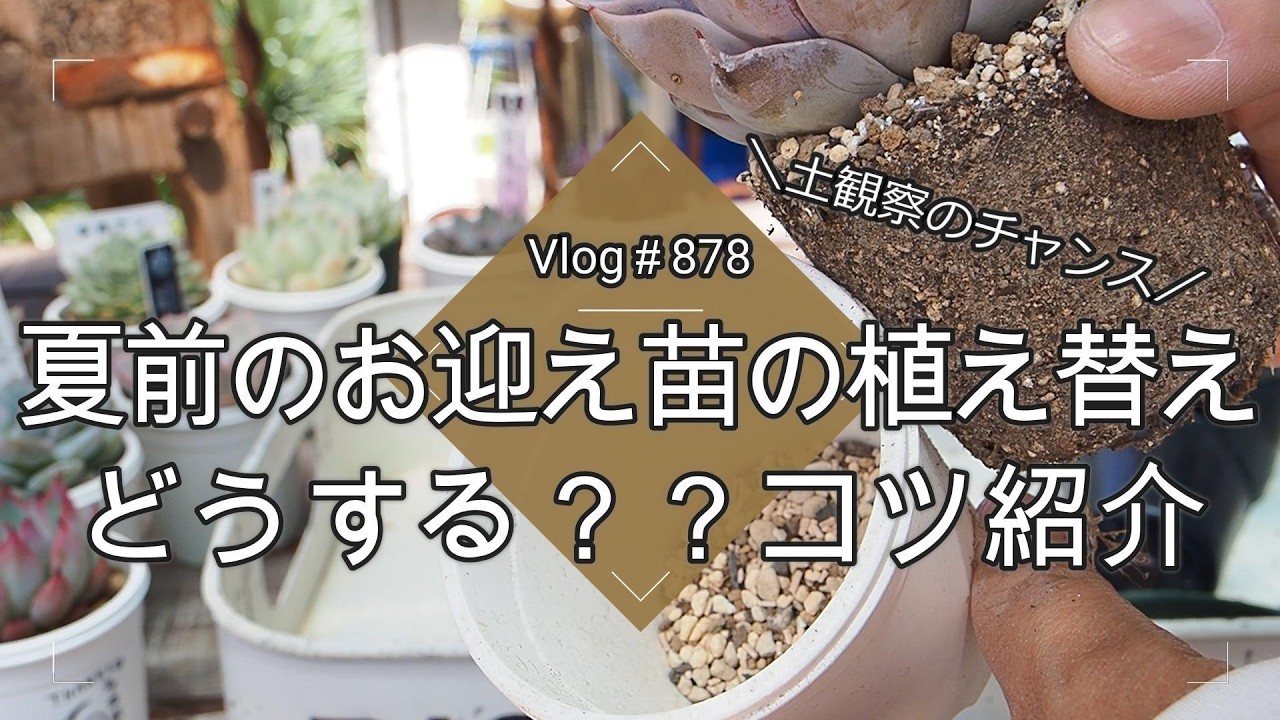 Vlog552] [Succulents] Remake a girly-hearted pot using a tin from