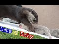 【カワウソ赤ちゃん】ついに始まる!おっぱい争奪戦!!The battle for milk begins!!【Mari's story】