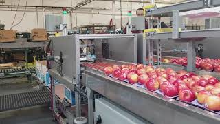 Automatic Apple Tray Inserter 1
