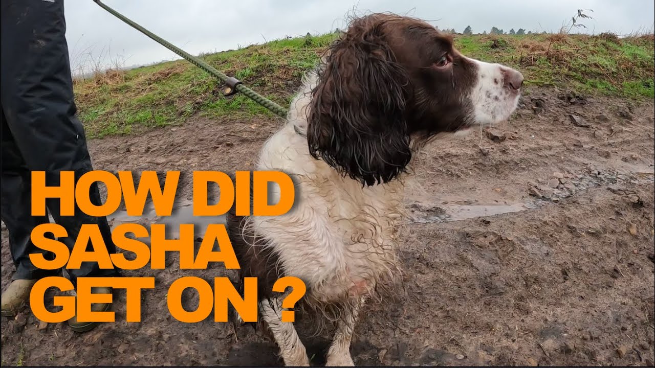 Саша, спаниель породы спрингер — целый день избиения для Саши.