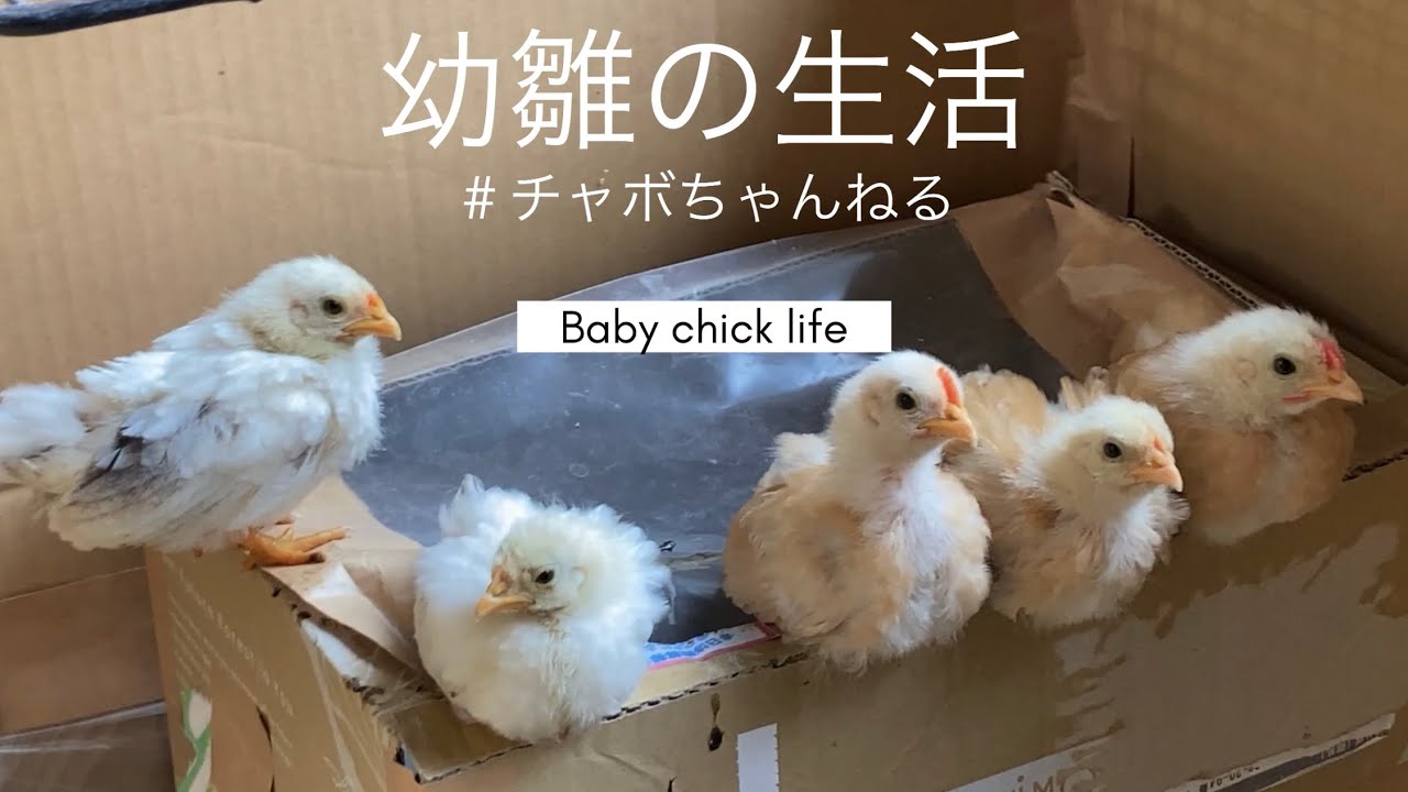 【鶏の習性】幼雛（生後2〜4週間）をダンボールで飼う