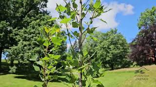 Populus nigra 'Italica' topol černý