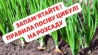 ЯКЩО ТАК ПОСІЄТЕ ЦИБУЛЮ- ЧОРНУШКУ, ТО З ГОРОДУ БУДЕТЕ ВОЗИТИ ТАЧКАМИ!🧅🧅🧅