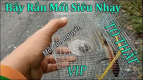 Bẩy Rắn Mối | Cận Cảnh Rắn Mối vào Bẩy rất thú vị @DoiSongQ12
