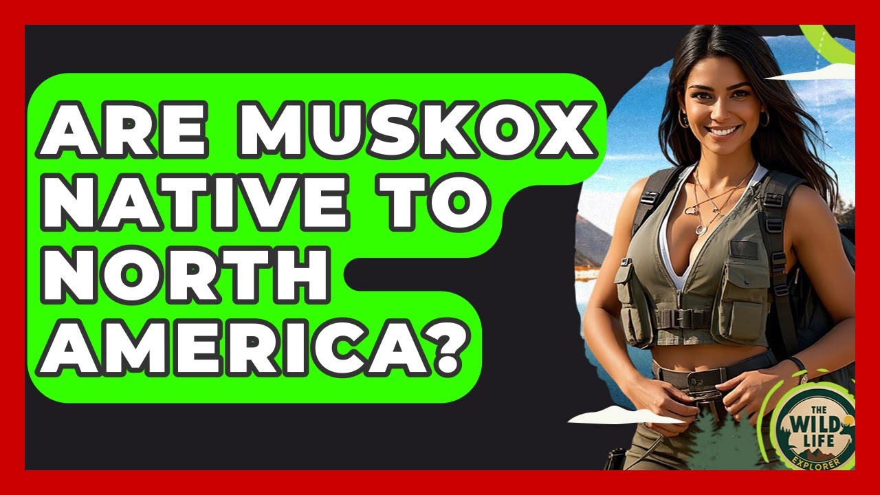 Are Muskox Native To North America? - The Wild Life Explorer