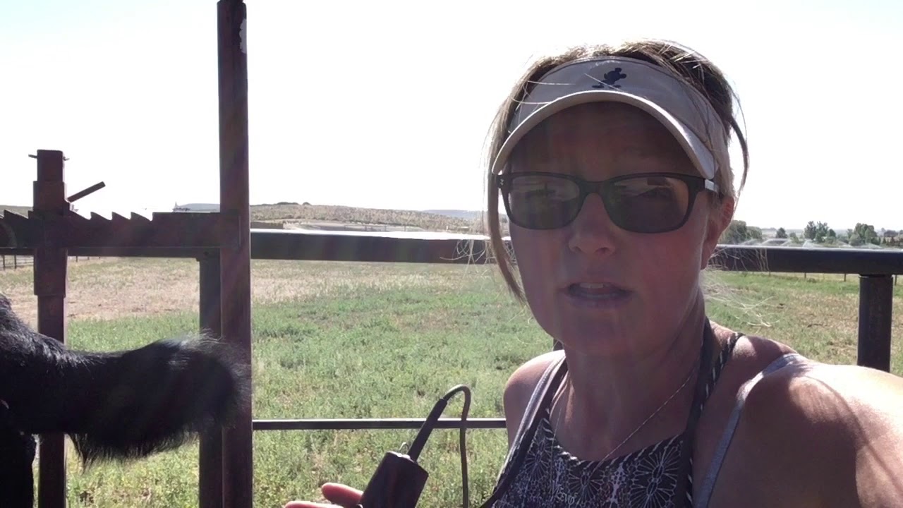 Clipping A 4 H Steer YouTube