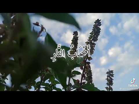 أصحاب الجنة هم الفائزون القارئ المنشاوي