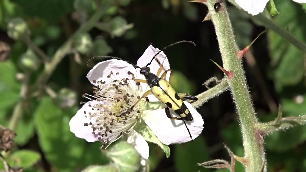 Longhorn beetle on bramble flower