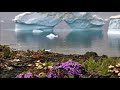 v︖rv︖l - *✻H 3 ЯД✻*7luCJIo0T6...| Super slowed | Flowers are bloom in antarctica