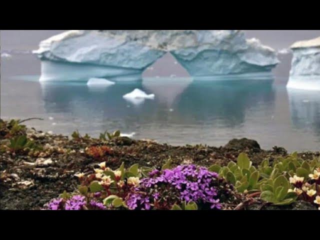 v︖rv︖l - *✻H+3+ЯД✻*7luCJIo0T6...| Super slowed | Flowers are bloom in antarctica