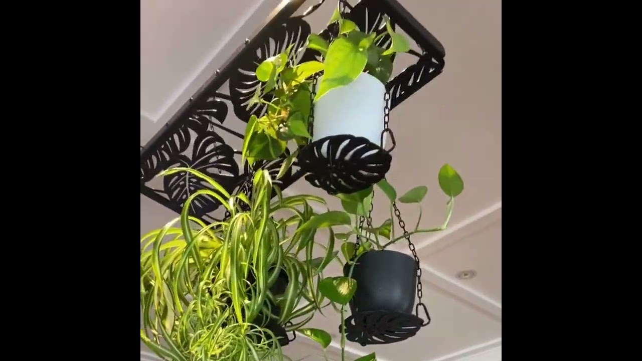 Create your own jungle canopy  