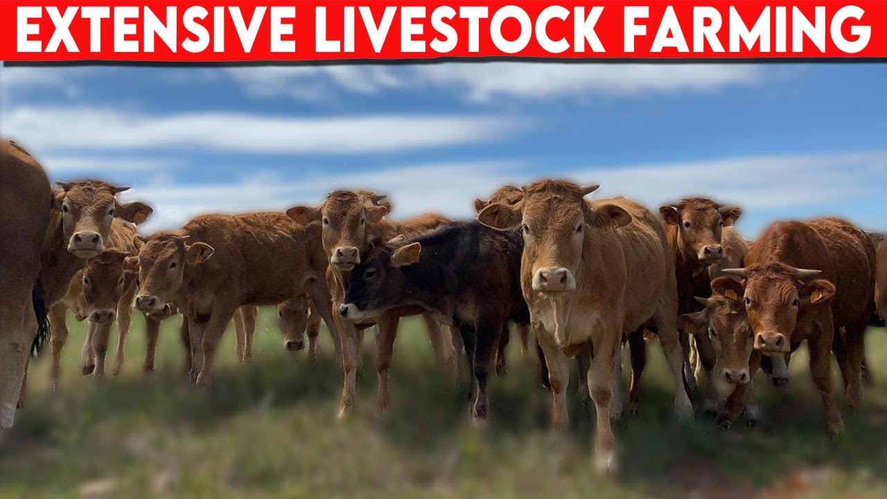 Advantages And Disadvantages Of Extensive Livestock Farming Biggest Advantages And Disadvantages Of Extensive Livestock Farming Biggest