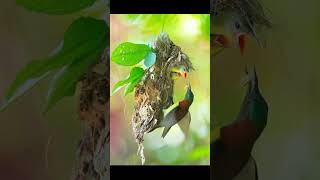 আল্লাহর সৃষ্টি  কত সুন্দর পাখি| wild Birds  |Nature |viral reels|wild life|Love|