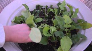 Growing radishes in containers