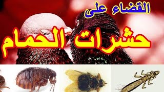 اسهل طريقة للقضاء علي الحشرات في الطيور .أحمد أبو هاجر