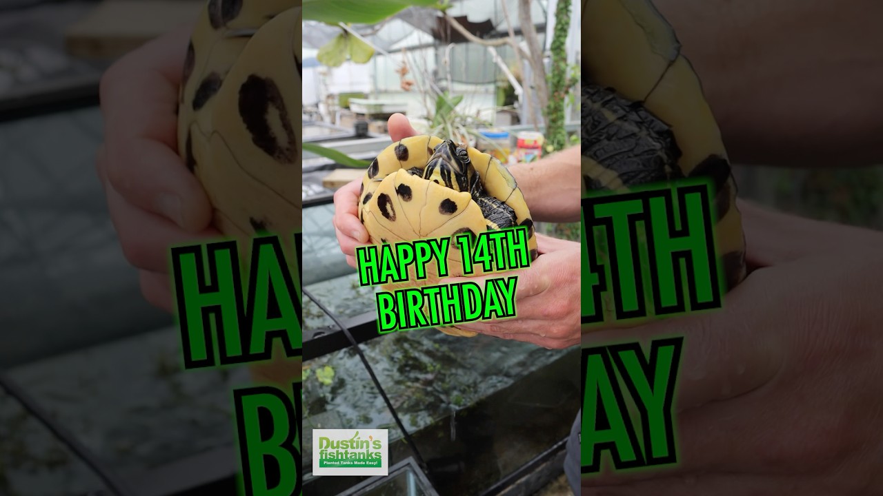 HAPPY 14th BIRTHDAY, MYRTLE THE TURTLE!!!! 🎂 🎈