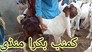 Kumb Bakra Mandi #2025 Karachi#qurbanvlogs #animals #eiduladha2025#lahore #islamicvideos #cattle