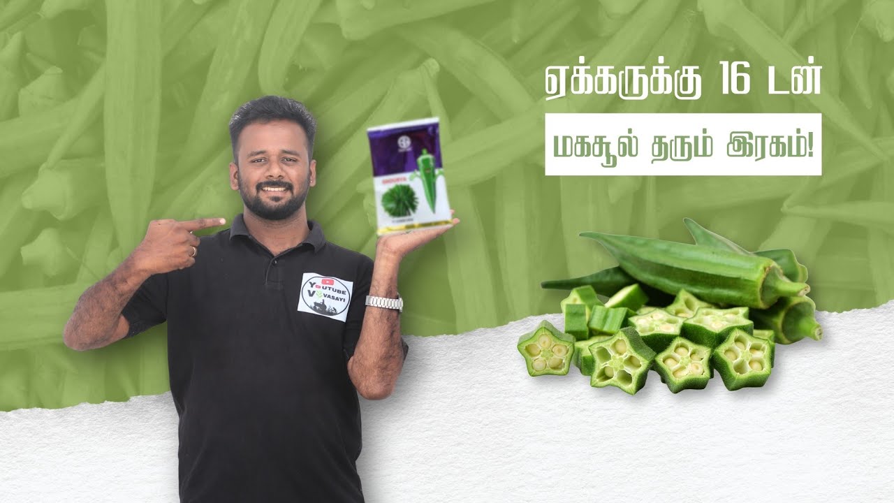 best bhendi variety for rainy season - Souriya Kaveri seeds 