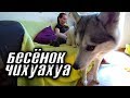 Неугомонный чихуа бесёнок лезет в пасть хаски