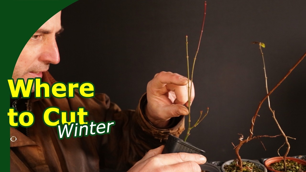 Где рубить молодые деревья зимой