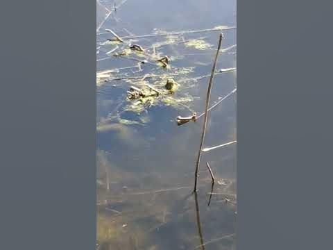 Frösche im Teich am quaken YouTube