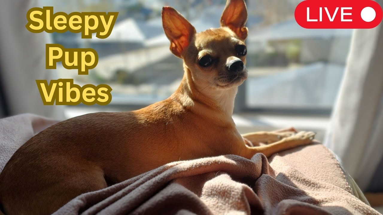 LIVE: Patron Nap Time 💤 | Relaxing Dog Sleep Music