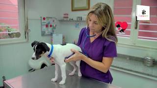 Parásitos Por Qué Y Cada Cuánto Desparasitar?