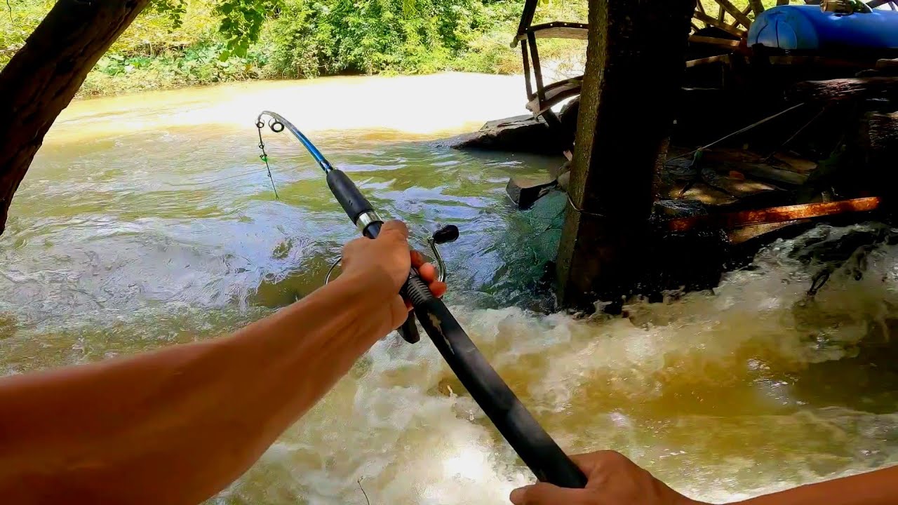 Lần đầu tiên câu được loại cá này ăn mồi giun | nướng cá chạch bên bờ Suối - Hậu lâm