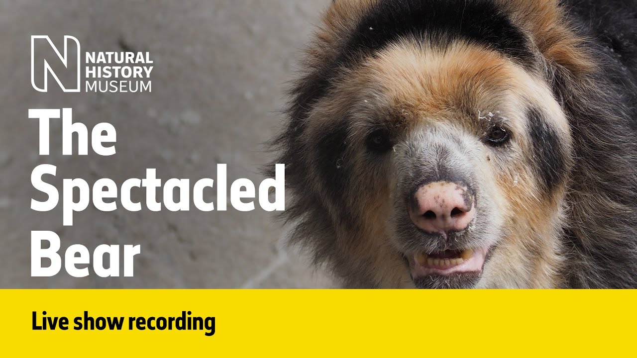 The Spectacled Bear | Live Talk with NHM Scientist