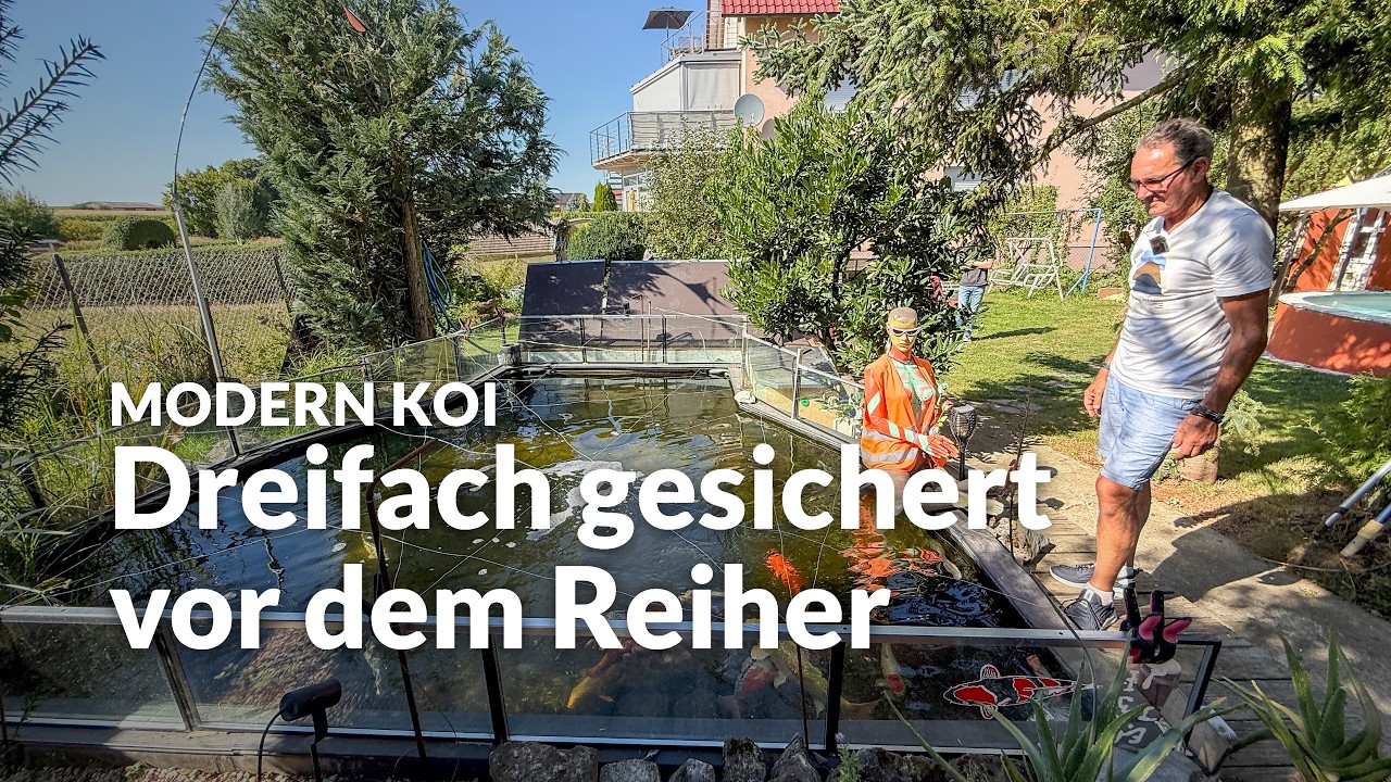 Lothars 1,5 Jahre alter 10.000l Teich| Modern Koi Blog #8239