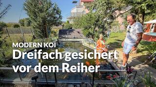 Lothars 1,5 Jahre alter 10.000l Teich| Modern Koi Blog #8239