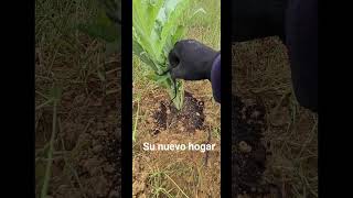 trasplante #alcachofa #alcachofas #agricultura #huerto #agriculture #campo #huertocasero