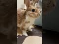 うさぎの遊び方が独特過ぎて笑える #shorts