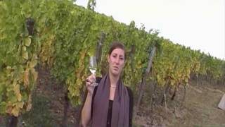 Maison Trimbach In Alsace For Viini Tv