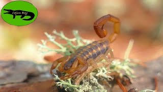 Scorpions in Florida?!