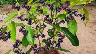 Amazing Skill Grafting Java Plum In Watermelon And Growing Fast