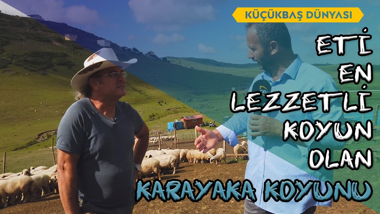 Eti En Lezzetli Koyun : Karayaka Koyunu (Yetiştiriciliği - Bakımı) - Küçükbaş Dünyası #karayaka