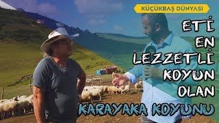 Eti En Lezzetli Koyun : Karayaka Koyunu (Yetiştiriciliği - Bakımı) - Küçükbaş Dünyası #karayaka