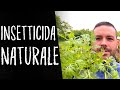 COLTIVARE il PIRETRO: veramente raro!