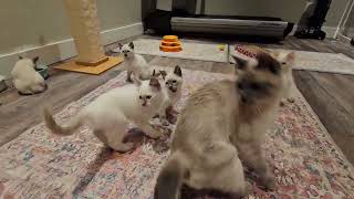 Poppies Balinese and Siamese kittens from Provenance on a Monday afternoon.