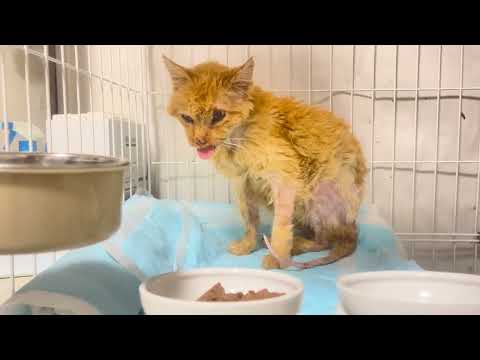 猫田さん - YouTube