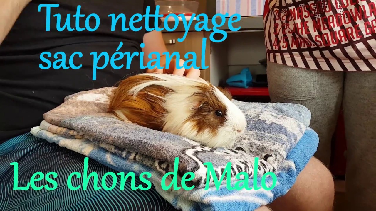 Tuto nettoyage sac périanal cochon d'inde mâle, les chons de Malo.