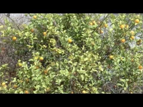 شجرة النارنج في دمشق الجمال والدفء ومأوى الطيور