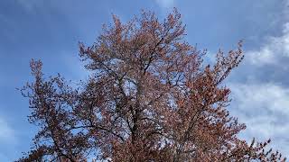 Copper beech - crown - April 2023