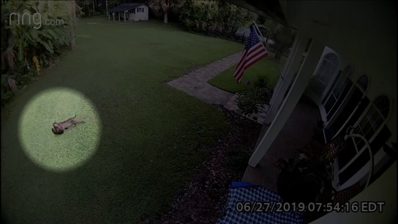 newspaper mockup Bobcat snatches chicken from Ponte Vedra homeowner's backyard