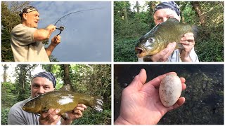 A brace of tench, a mute swan’s egg and scaring my wife